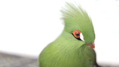 株式会社セキド　スタッフが使ってみました「スタビライザーをアルカスイス互換に！Roninシリーズ用クイックリリースクランプを使ってみた」を公開